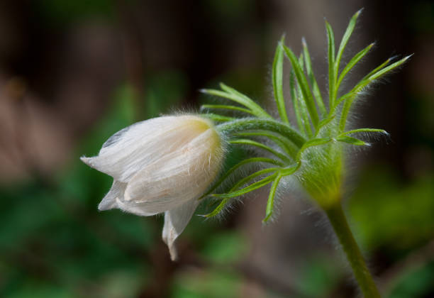 wildflodwer