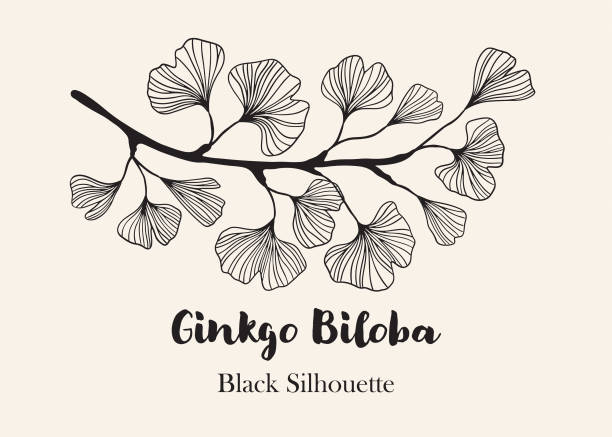 handgezeichnete silhouette eines zweiges des ginkgo-biloba-baumes isoliert auf weiß, handgezeichnetes ginkgo-biloba-set, handgezeichnete liniensilhouette ginkgo-biloba-baum, handgezeichnete japanische vektor-blumenlinien-silhouette - ginkgo ginkgo tree chinese medicine healthcare and medicine stock-grafiken, -clipart, -cartoons und -symbole