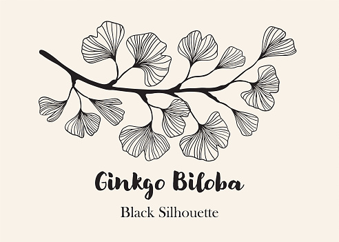 Hand drawn Silhouette of twig of ginkgo biloba tree isolated on white, Hand drawn ginkgo biloba set, Hand drawn line silhouette ginkgo biloba tree, hand drawn japanese vector flower line silhouette