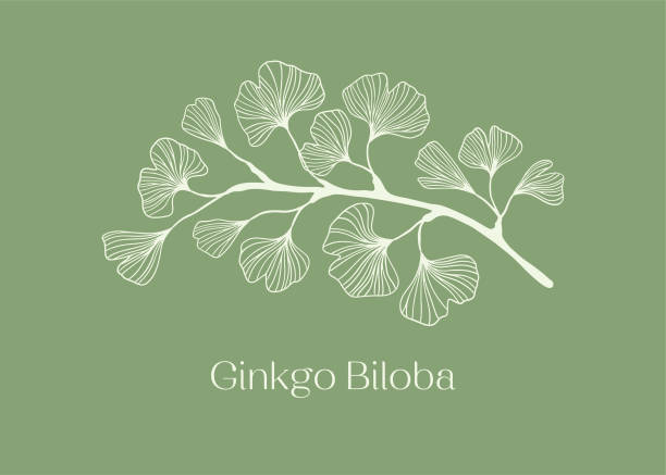 handgezeichnetes weiß silhouette des ginkgo-biloba-baumes isoliert auf weiß, handgezeichnetes ginkgo-biloba-set, handgezeichnete liniensilhouette ginkgo-biloba-baum, handgezeichnete japanische vektor-blütenlinien-silhouette - ginkgo ginkgo tree chinese medicine healthcare and medicine stock-grafiken, -clipart, -cartoons und -symbole