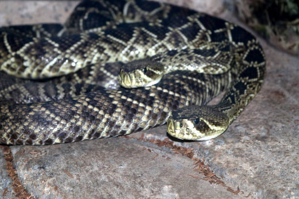 動物園のイースタンダイアモンドバックガラガラヘビ(クロタルスアダマンテウス):(pix sanjiv shukla) - timber rattlesnake ストックフォトと画像