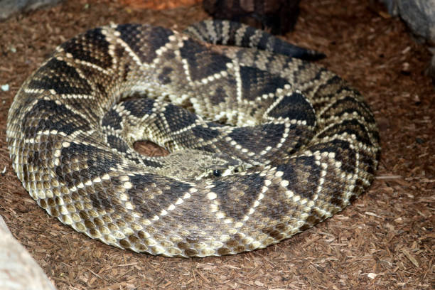 動物園のイースタンダイアモンドバックガラガラヘビ(クロタルスアダマンテウス):(pix sanjiv shukla) - timber rattlesnake ストックフォトと画像