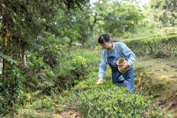 A female farmer is picking tea in a tea garden