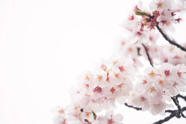 istock Pink cherry or sakura floral tree isolated on white background 1480816014