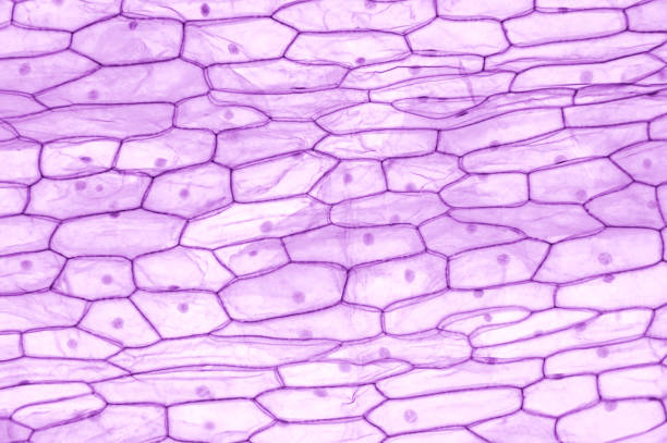 Onion epidermis, whole mount, cells of Allium cepa, 20X light micrograph Onion epidermis, whole mount, 20X light micrograph. Large epidermal cells of Allium cepa. Single layer, each cell with wall, membrane, cytoplasm, nucleus and large vacuole, under light microscope. epidermal cell stock pictures, royalty-free photos & images