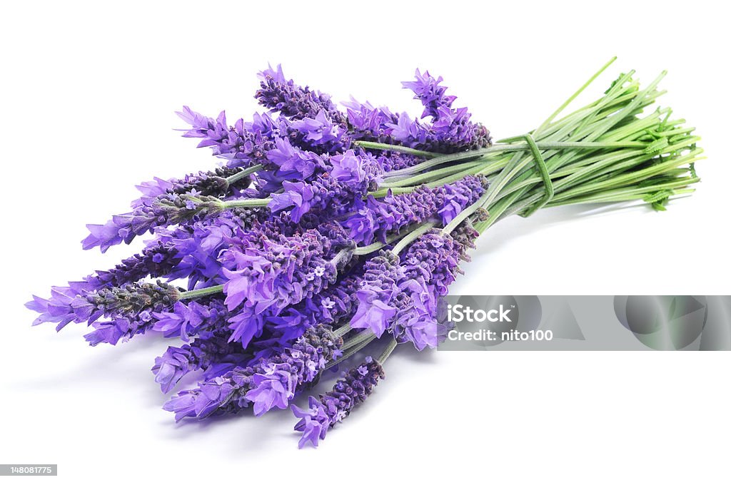 Tappo lavanda - Foto stock royalty-free di Lavanda - Pianta