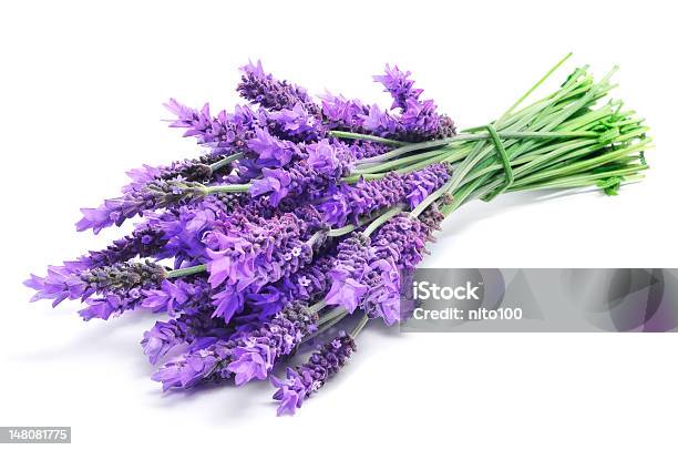 Tappo Lavanda - Fotografie stock e altre immagini di Lavanda - Pianta - Lavanda - Pianta, Colore lavanda, Sfondo bianco