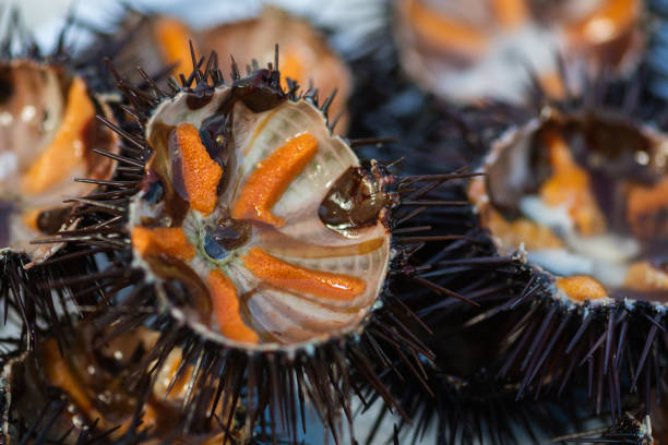 Sea urchin in a fish market