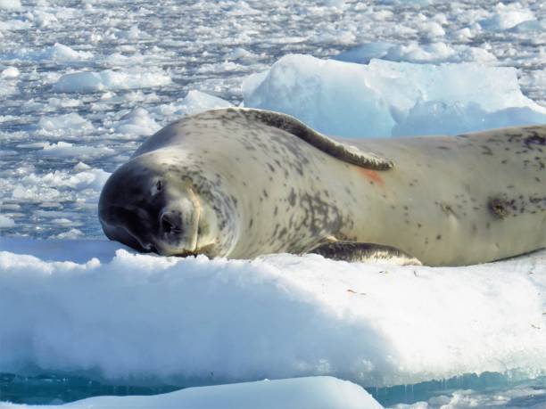 istock Antarctica - Leopard Seal on an Ice Flow 1480820412