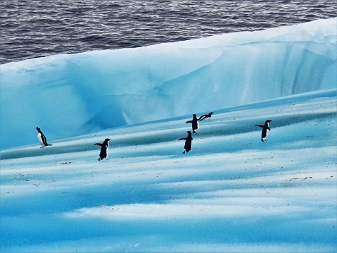 Antarctica - March 06, 2022. The image shows penguins on an iceberg just off the  Antarctic Peninsular. Penguins spend most of their time at sea. The black of the penguins gives a great contrast between them and the blue ice.