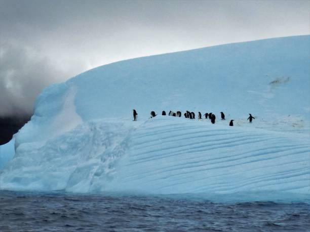 istock Antarctica - Penguins on an Iceberg 1480821002