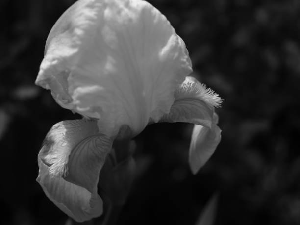 istock Iris blossom in black and white color 1480821693