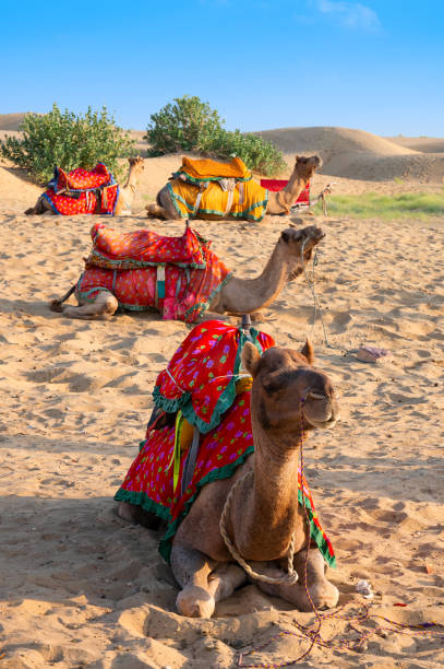 chameaux avec des robes traditionnelles, attendant les touristes pour une promenade à dos de chameau. les chameaux, camelus dromedarius, sont de grands animaux du désert qui transportent des touristes sur le dos. - thar desert photos et images de collection