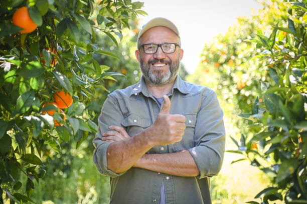 istock farmer picking ripe oranges in the garden 1480822163