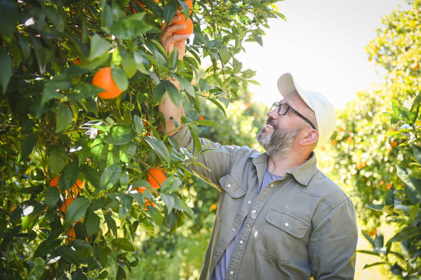 istock farmer picking ripe oranges in the garden 1480822473