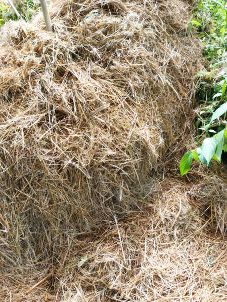 istock Photo of a pile of dried rice straw 1480823770