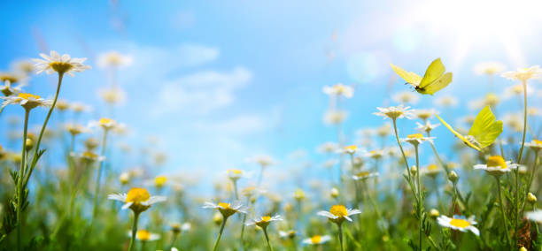 istock abstract spring nature background with fresh grass and flowers against sunny sky 1480824791