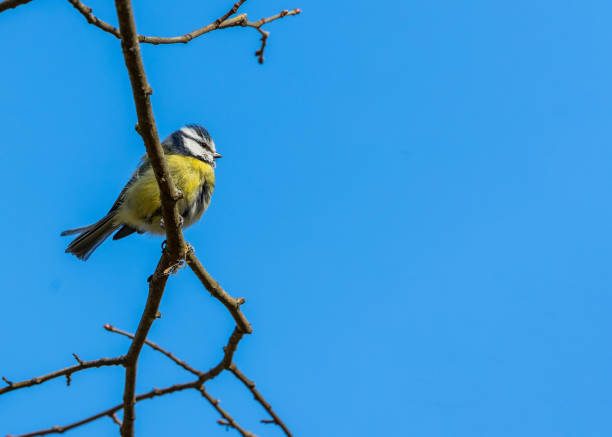 istock Eurasian Blue Tit (Cyanistes caeruleus) Spotted Outdoors in Dublin, Ireland 1480826697