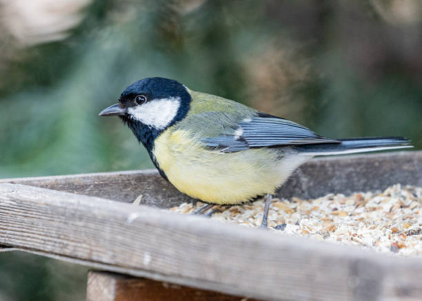 istock Great Tit (Parus major) Spotted Outdoors in Dublin, Ireland 1480826714