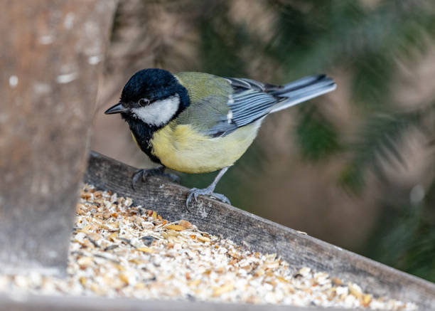 istock Great Tit (Parus major) Spotted Outdoors in Dublin, Ireland 1480826716