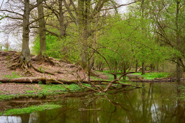 Hainberg, a nature reserve in spring season in Nuremberg, Germany