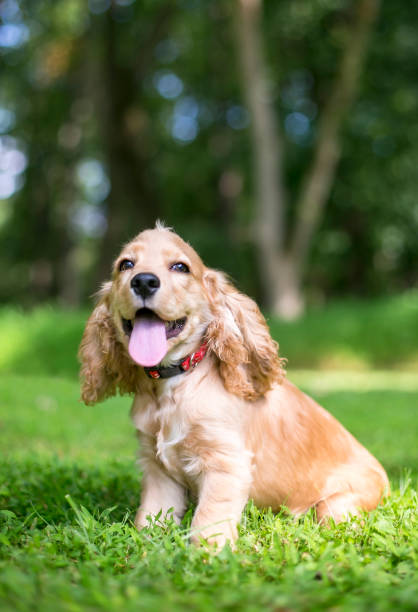 istock A cute English Cocker Spaniel puppy 1480829222