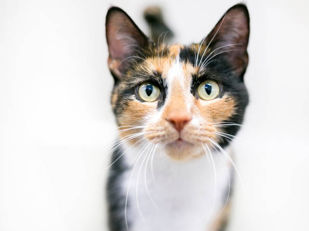 A Calico shorthair cat