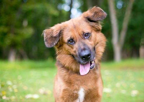 A brown furry Shepherd mixed breed dog outdoors, looking at the camera with a head tilt
