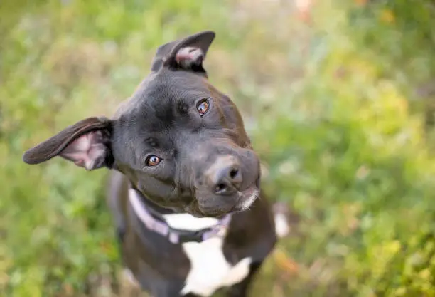 A black and white Pit Bull Terrier mixed breed dog with floppy ears, looking up with a head tilt