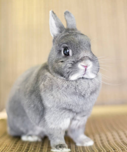 A cute gray Netherland Dwarf rabbit stock photo