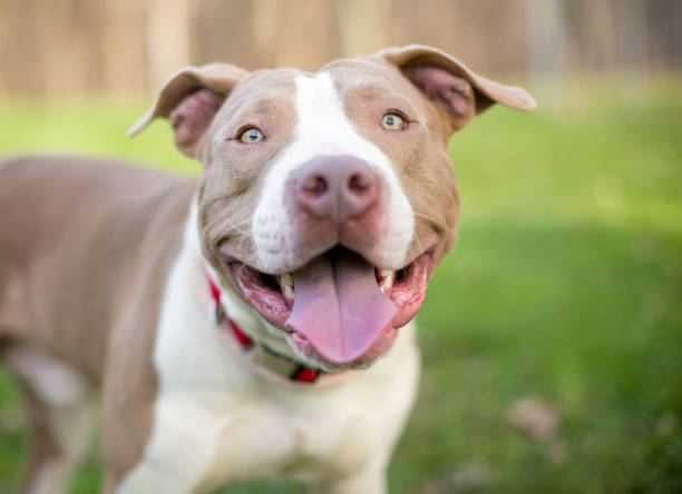 istock A smiling Pit Bull Terrier mixed breed dog 1480829306