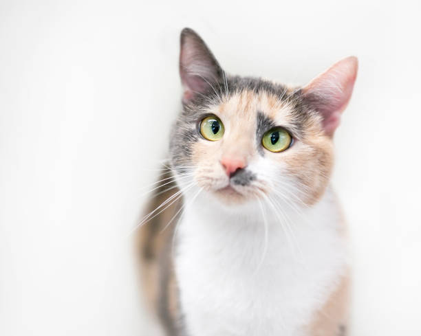 istock A cross-eyed Dilute Calico cat 1480829313