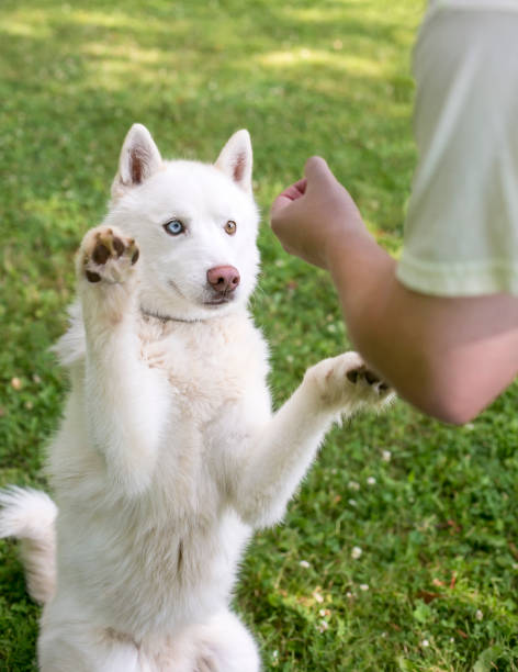 A white Husky dog performing a trick on cue with its trainer stock photo