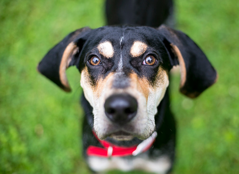 A Bluetick Coonhound dog with floppy ears looking up at the camera