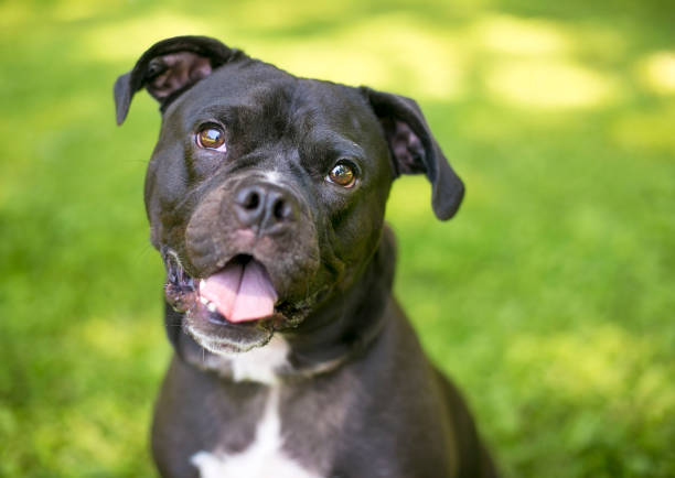 istock A Terrier mixed breed dog listening with a head tilt 1480829324
