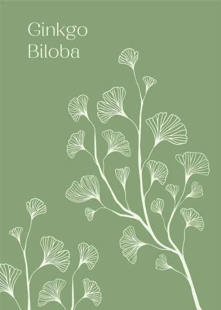 handgezeichnetes weiß silhouette des ginkgo-biloba-baumes isoliert auf weiß, handgezeichnetes ginkgo-biloba-set, handgezeichnete liniensilhouette ginkgo-biloba-baum, handgezeichnete japanische vektor-blütenlinien-silhouette - ginkgo ginkgo tree chinese medicine healthcare and medicine stock-grafiken, -clipart, -cartoons und -symbole