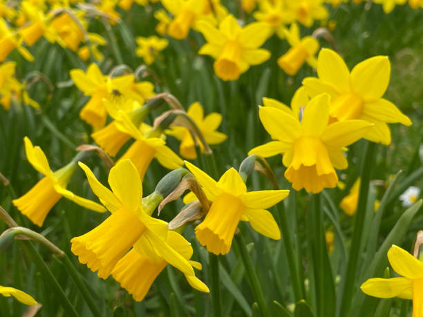 istock Cyclamineus small trumpet yellow daffodils 1480830379