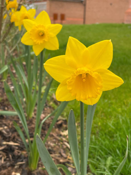istock Bright yellow trumpet daffodils in garden in springtime 1480830434