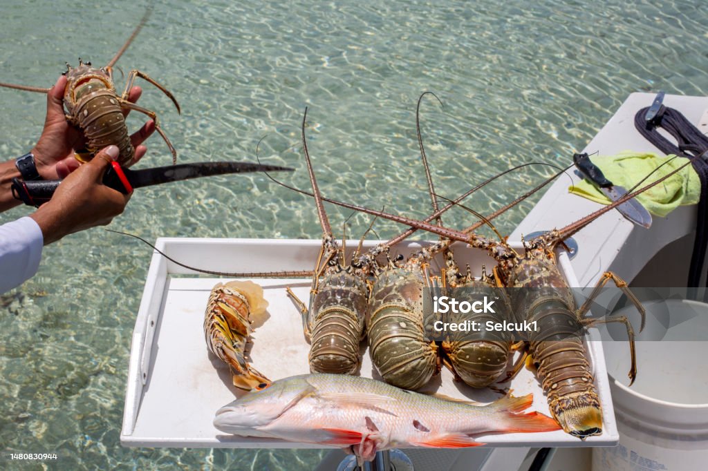 Freshly Caught Lobsters and Fish Belize Stock Photo