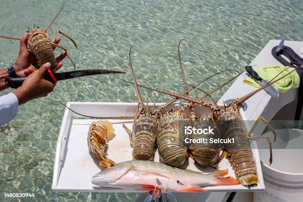 Freshly Caught Lobsters And Fish Stock Photo - Download Image Now - Belize, Lobster - Animal, Lobster - Seafood