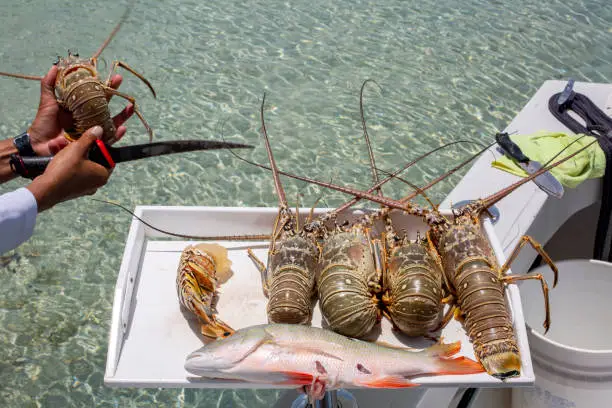 Photo of Freshly Caught Lobsters and Fish