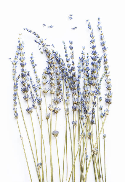 istock Dried lavender flowers on white. Tender flower arrangement. 1480831762