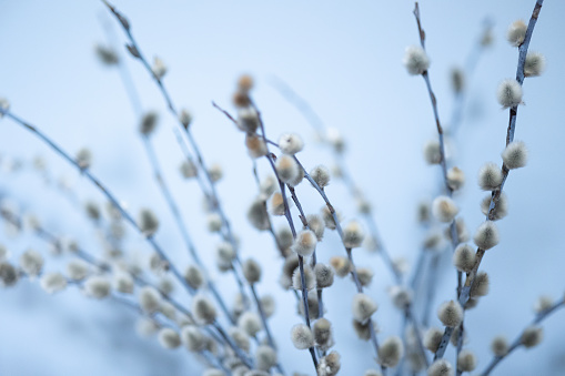 Willow Catkins. Close shot. House interior.