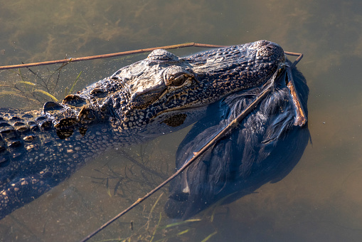 An American alligator carries away an unlucky bird in a wetland in Meaher State Park near Mobile, Alabama, on Oct. 26, 2020.