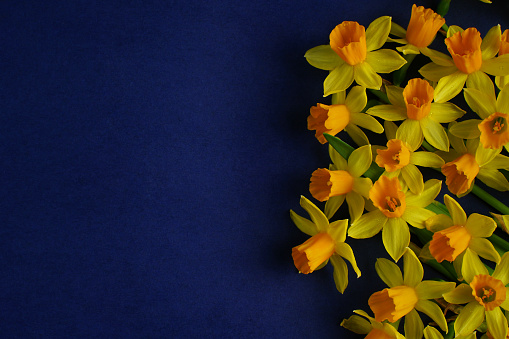 Easter spring composition with Narcissus. Yellow daffodils flowers on blue background. The minimal concept. Flat lay. Copy space. Close up. Soft Fokus.