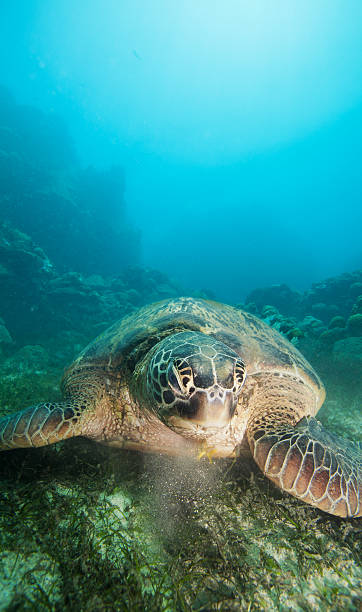 istock underwater reptile eating seaweed 148083462