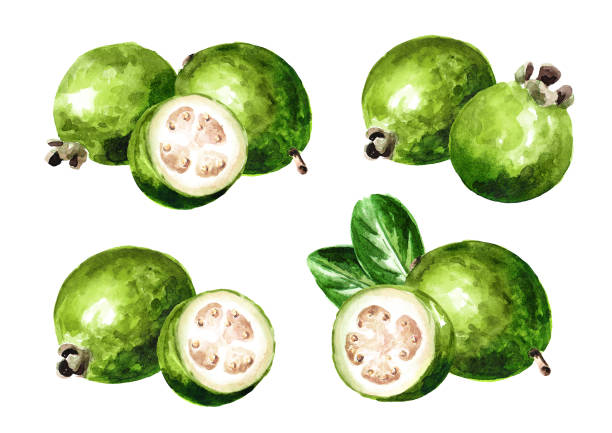 Whole and cut feijoa fruits with leaves set. Hand drawn watercolor illustration  isolated on white background Whole and cut feijoa fruits with leaves set. Hand drawn watercolor illustration  isolated on white background pineapple guava stock illustrations
