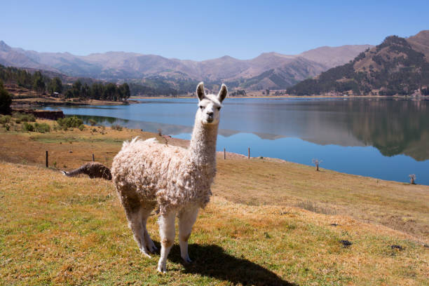 istock Alpaca on the Lake 1480835759