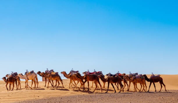 istock Camel caravan in the desert in Morocco 1480835808