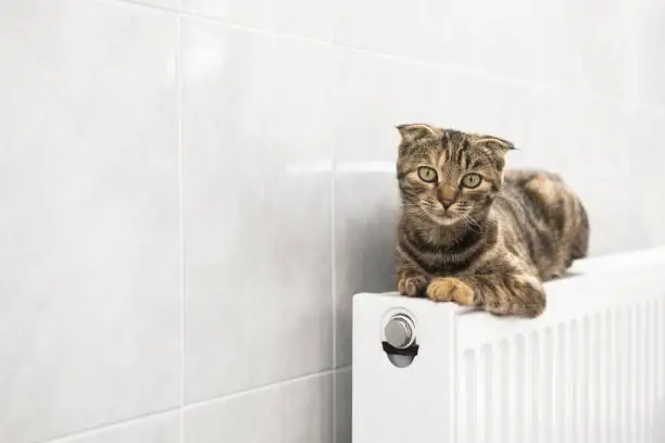 Photo of Domestic cat is heated on the heating radiator indoors, cold weather.